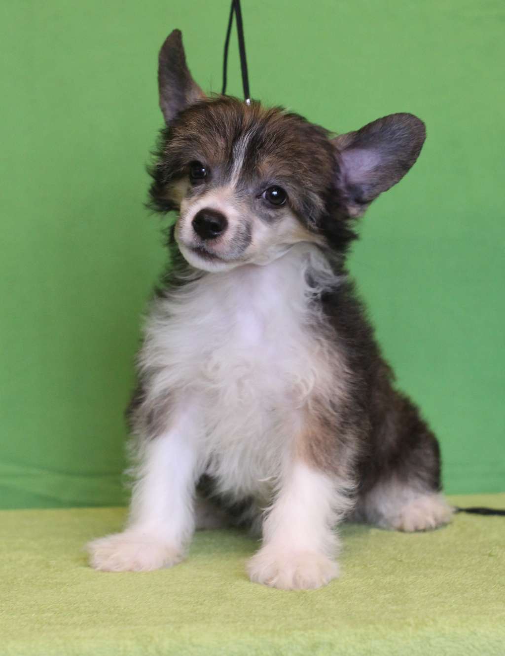 Magic Belize Don Juan