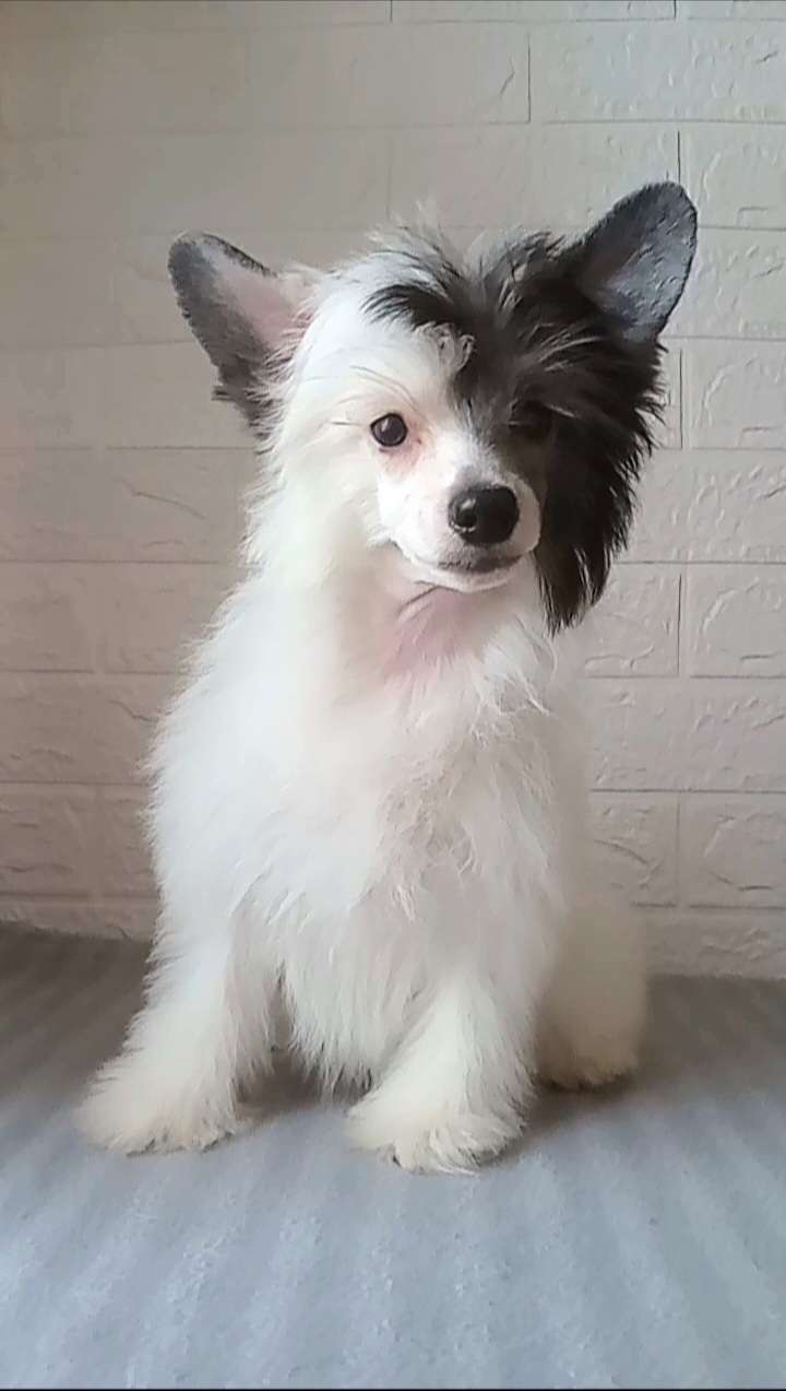 Laurel Cherished Dream