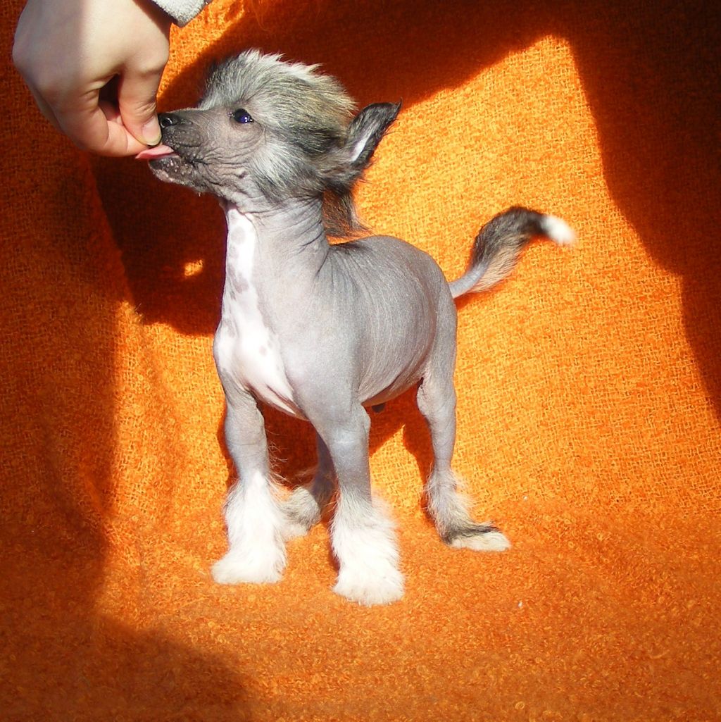 Dîndhâli Hum of Shadow