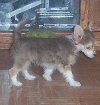 Mosaic's Dip Me In Chocolate