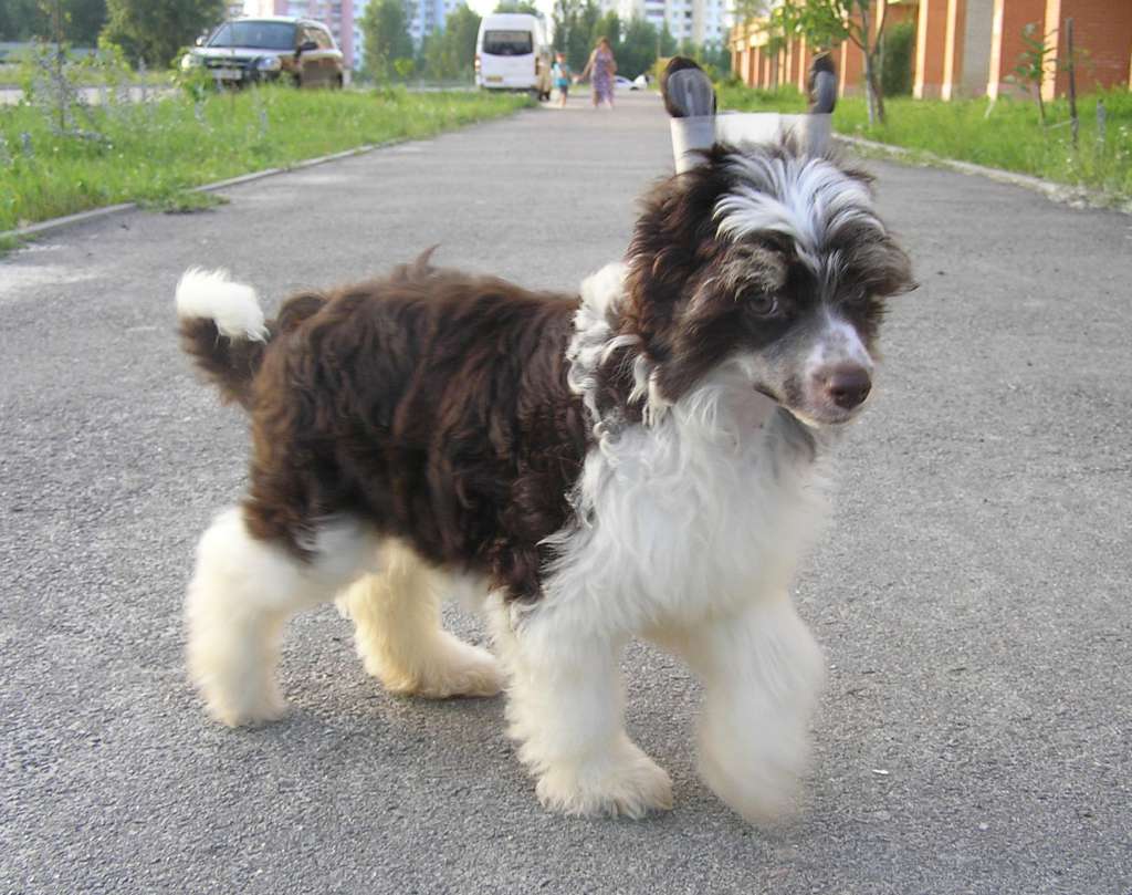 Muso Grazioso Sava your Valiant Knight