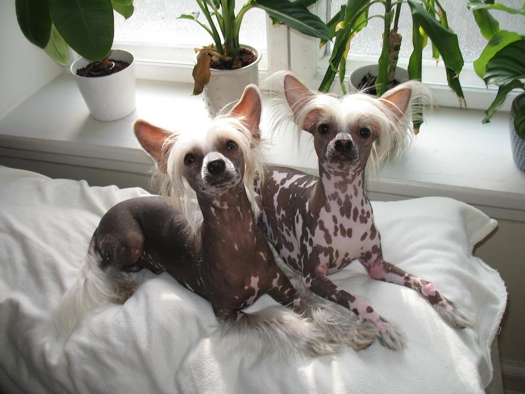 Marlon Brando Fantasy Island