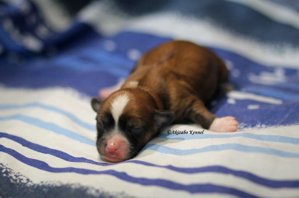 Licze Na Calusy Akizabo