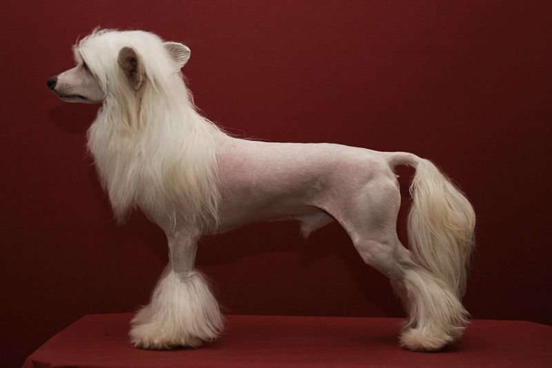 Practical Hero Epic Eclipse