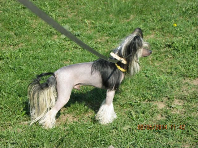 Del Terro Perros Nyeishn