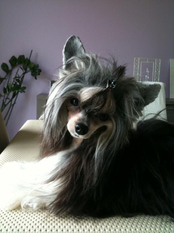 Little Dog Of Dream Happy Princess