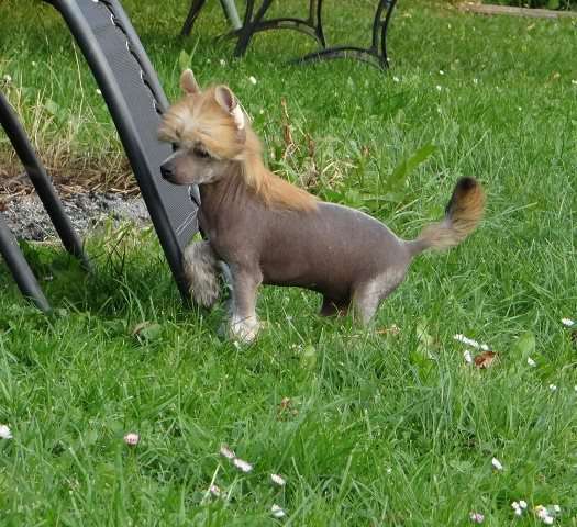 SZYPER z Lowickiego Ksiestwa