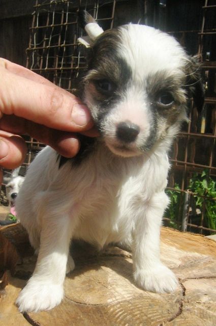 Alina Radugnij Cvetok