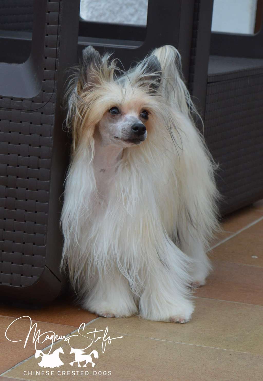 JCH Magnus Staff Yolita Babe