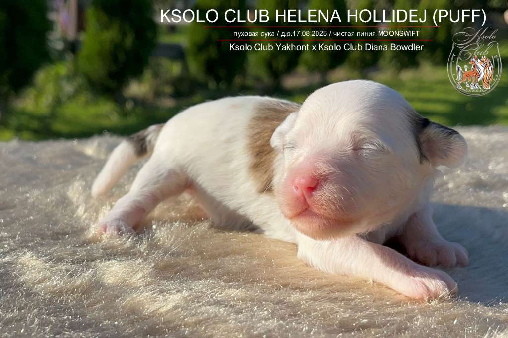 Ksolo Club  Helena Hollidej