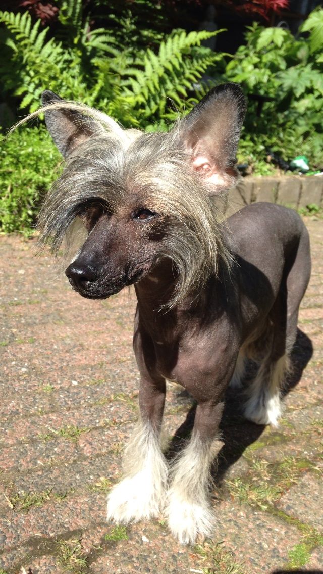 Famous Freggel Little Charmings