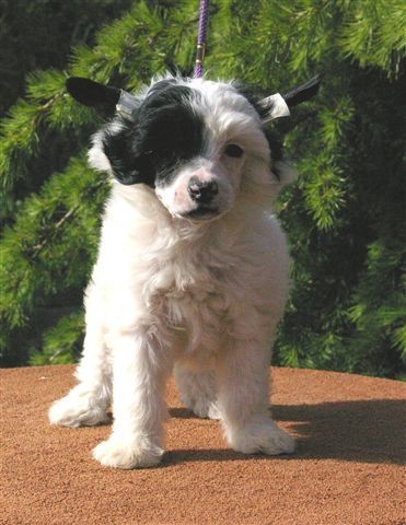 Indian Love von Shinbashi