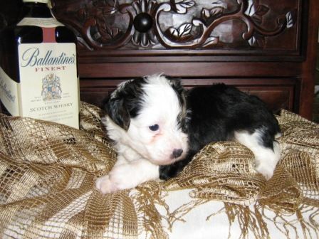 Sharon-lee Capo-vaticano