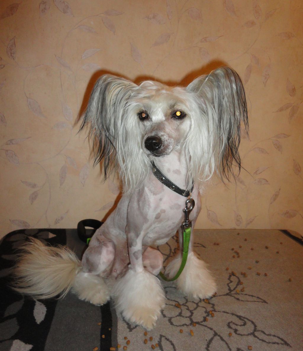 Chelsea Latika Bonus Westtai