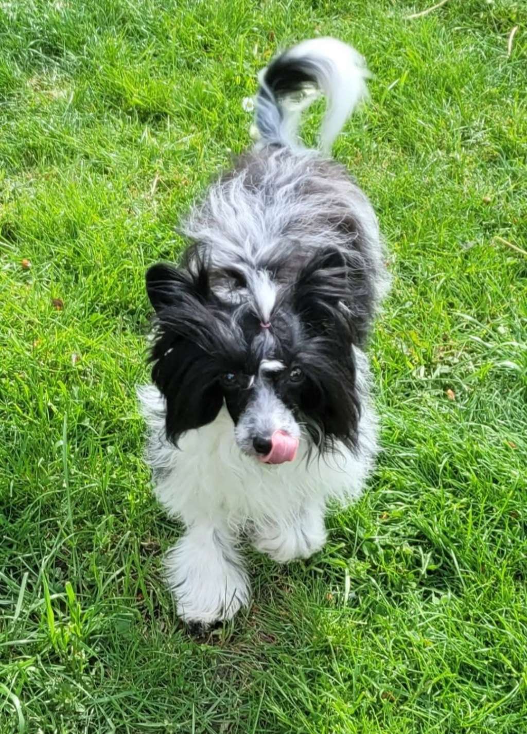 Keisha Kai z Jaromerského panství