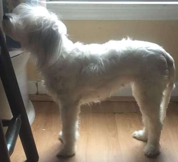 Tropicals White Wookie