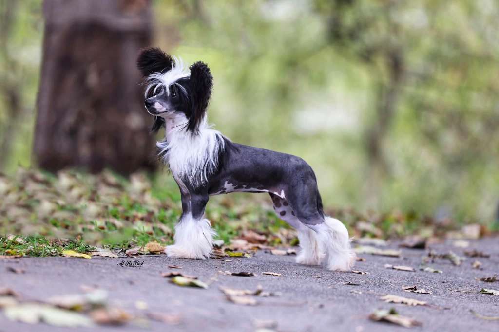 Ynchreenoo Kesmadyn Shee