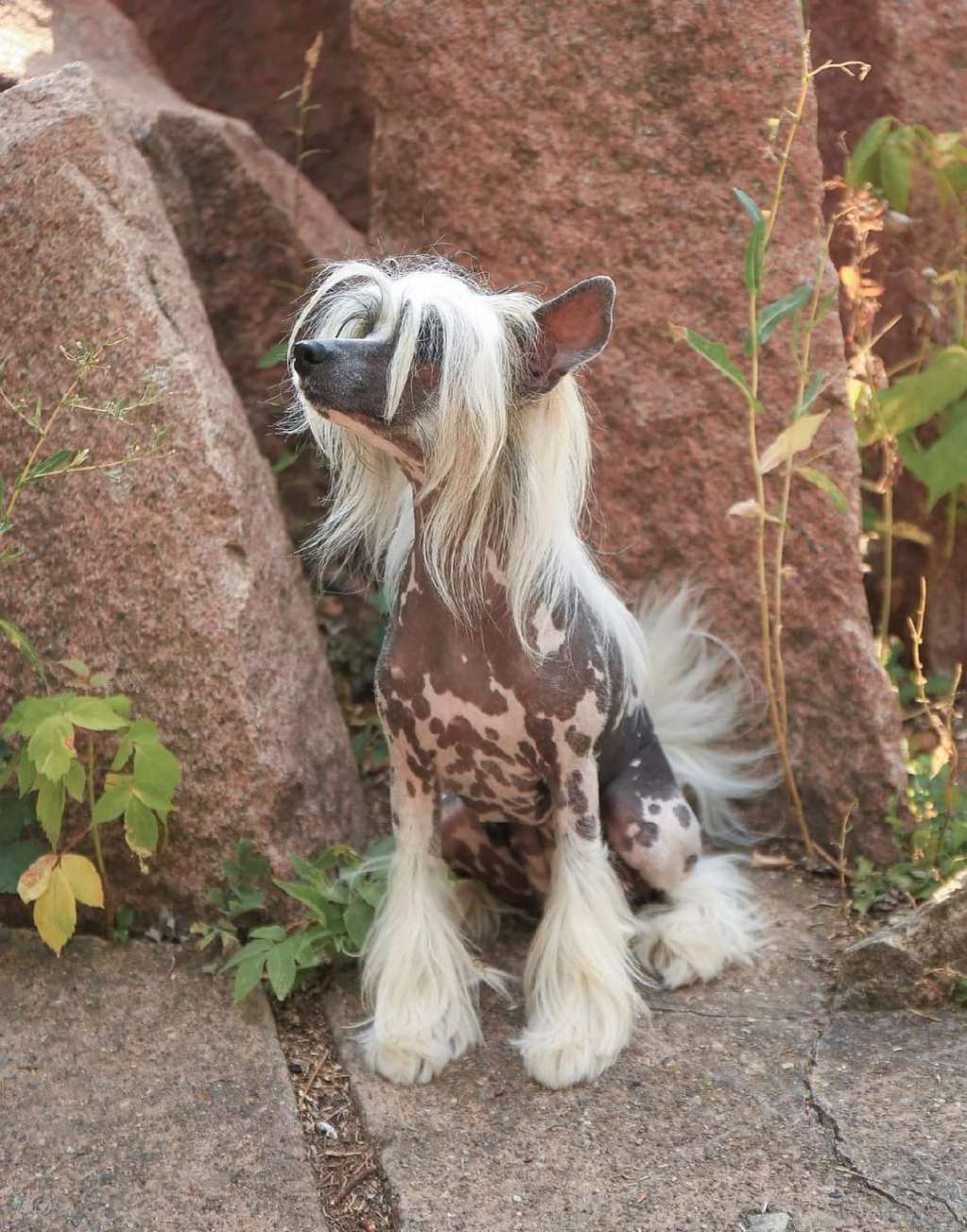 Izabel Crystals Gloria