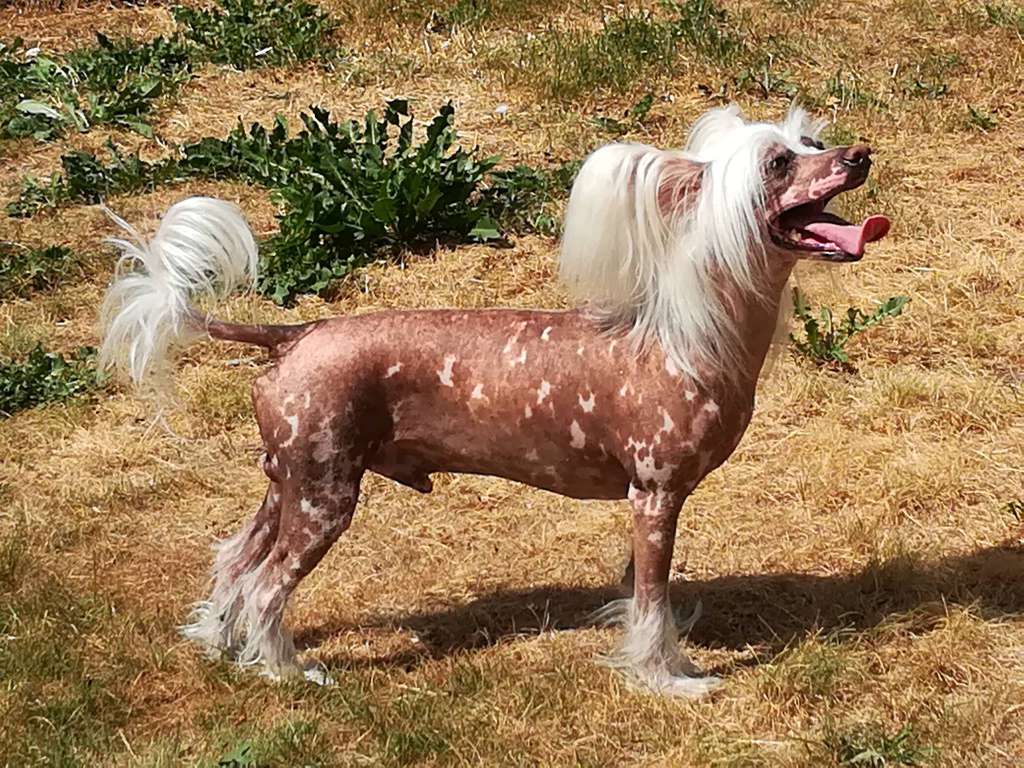 Stormblåstens Pink Cadillac