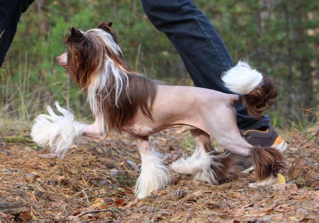 Optimus Prime iz Clana Timurlana