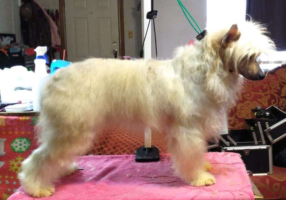 Hopes And Dreams The Wooky Bear