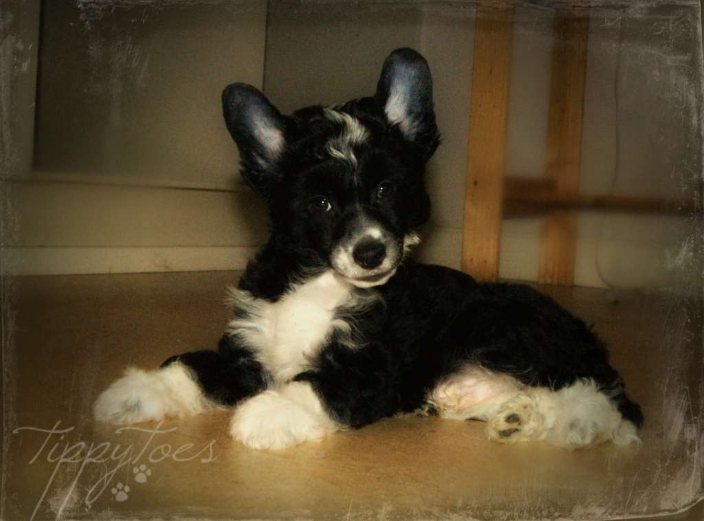 Tippytoes Got The Feeling