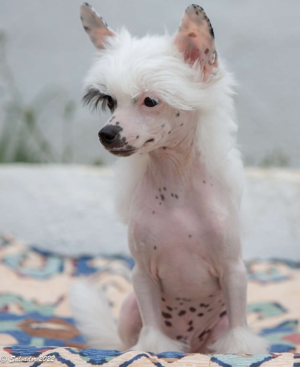 Zelendaya California dreams