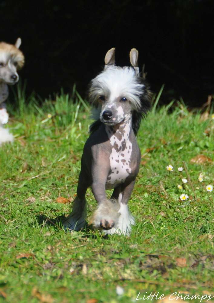 Skyfall Little Champs