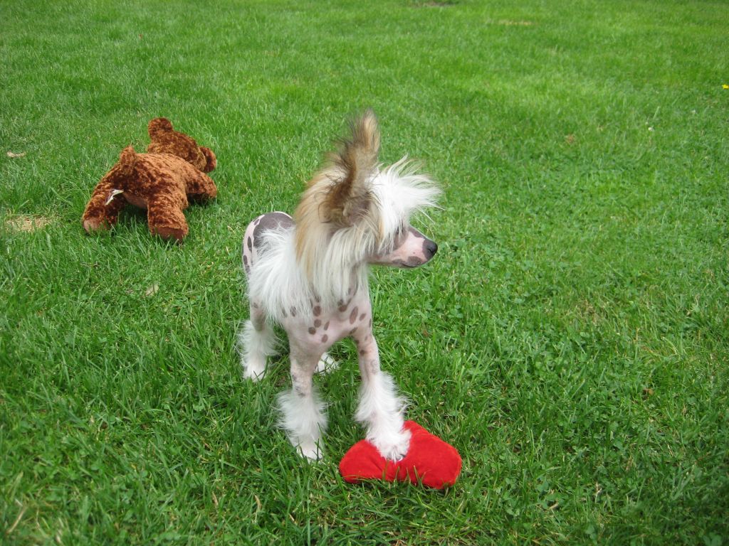 Angel O' Check Classic Style.