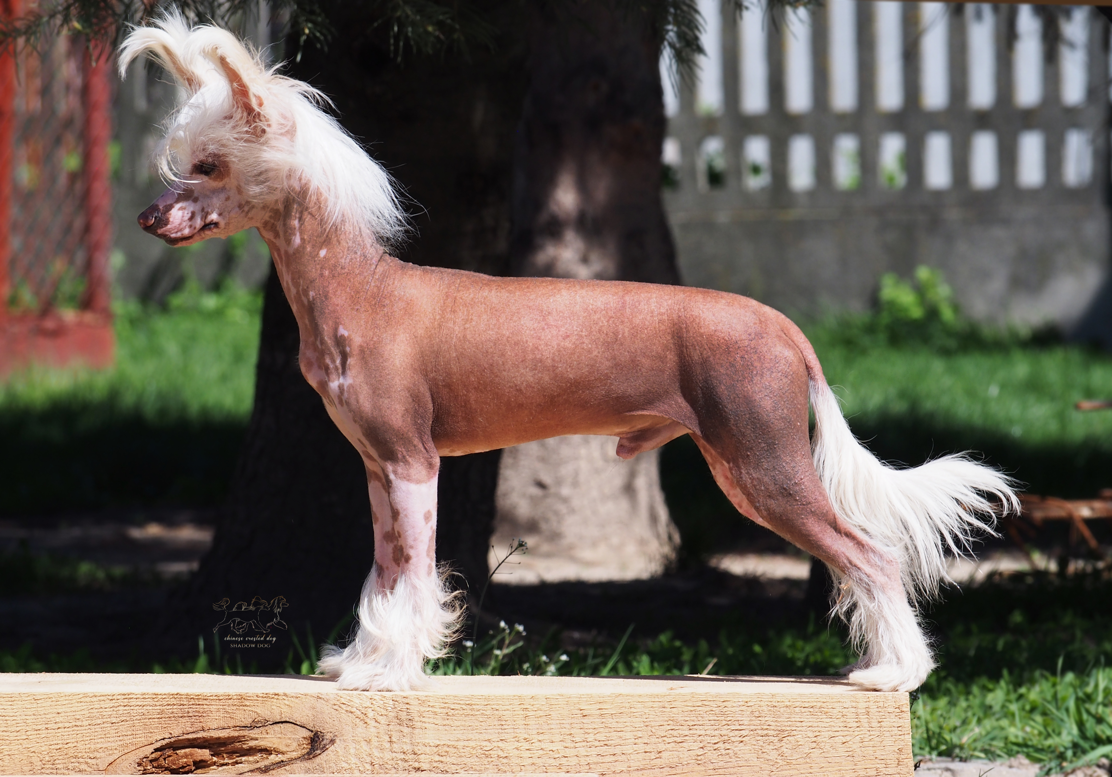 Habanero's Crest Dorado