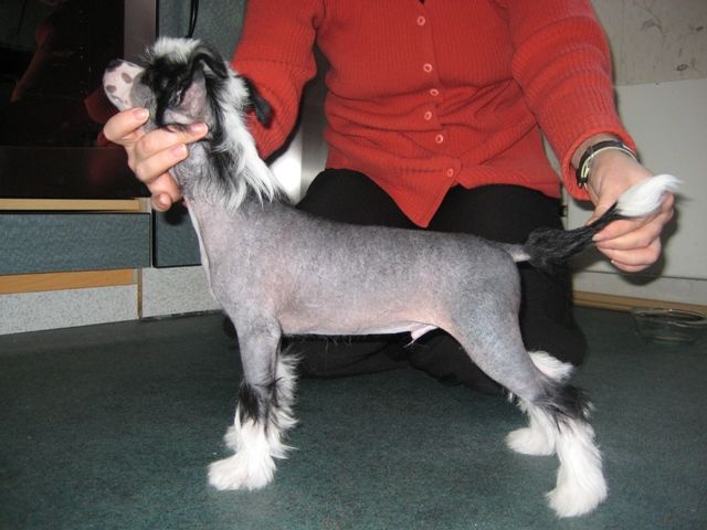 Crested Style Hitchi Soon