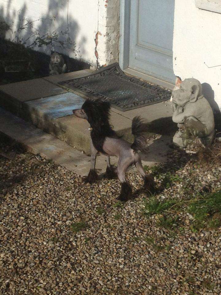 De La Mahafu's Princ Black Neil