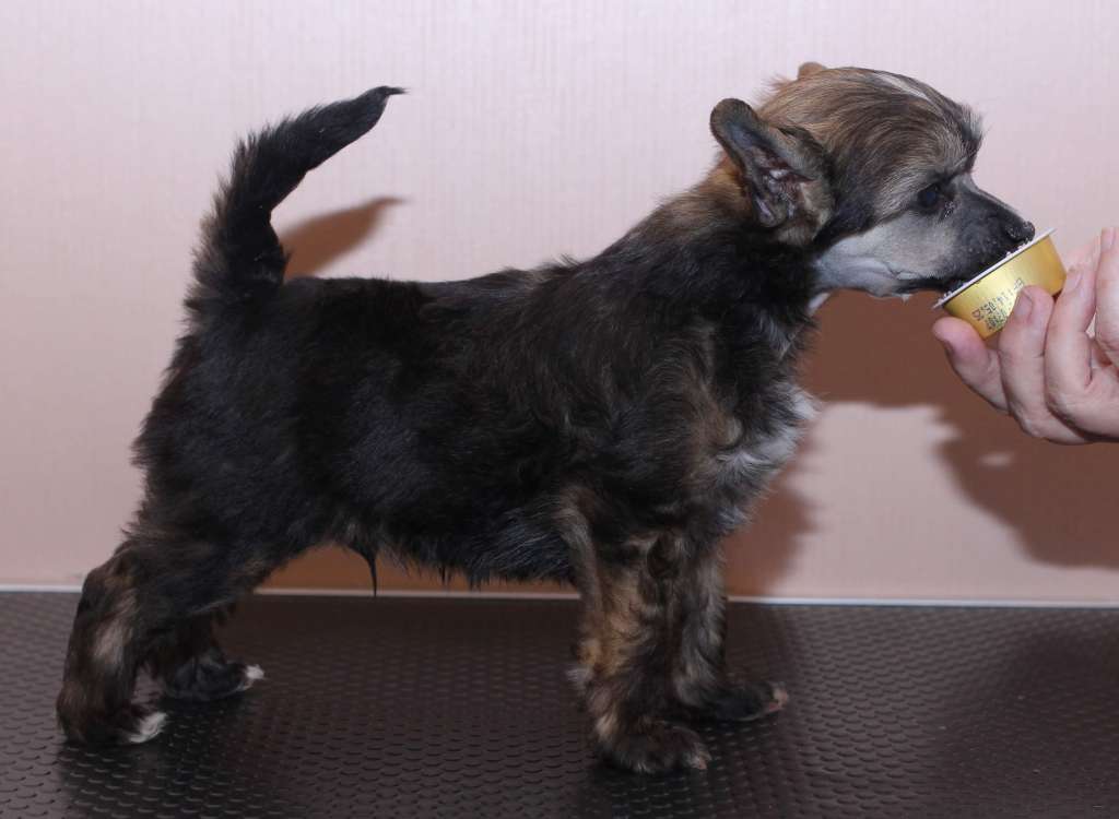 Artic Flyer's Incendio