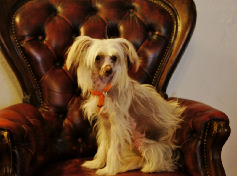 Aimée-Fée by Angel-Crest