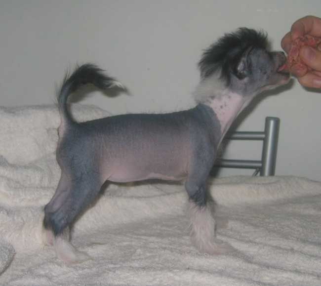 Stormblåstens Illusia