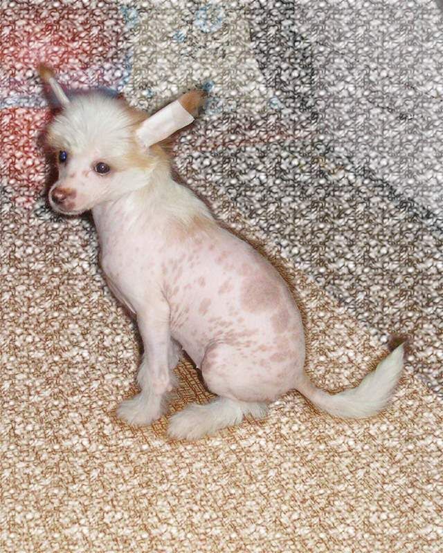 Nadezhda s Tushinskogo Doma