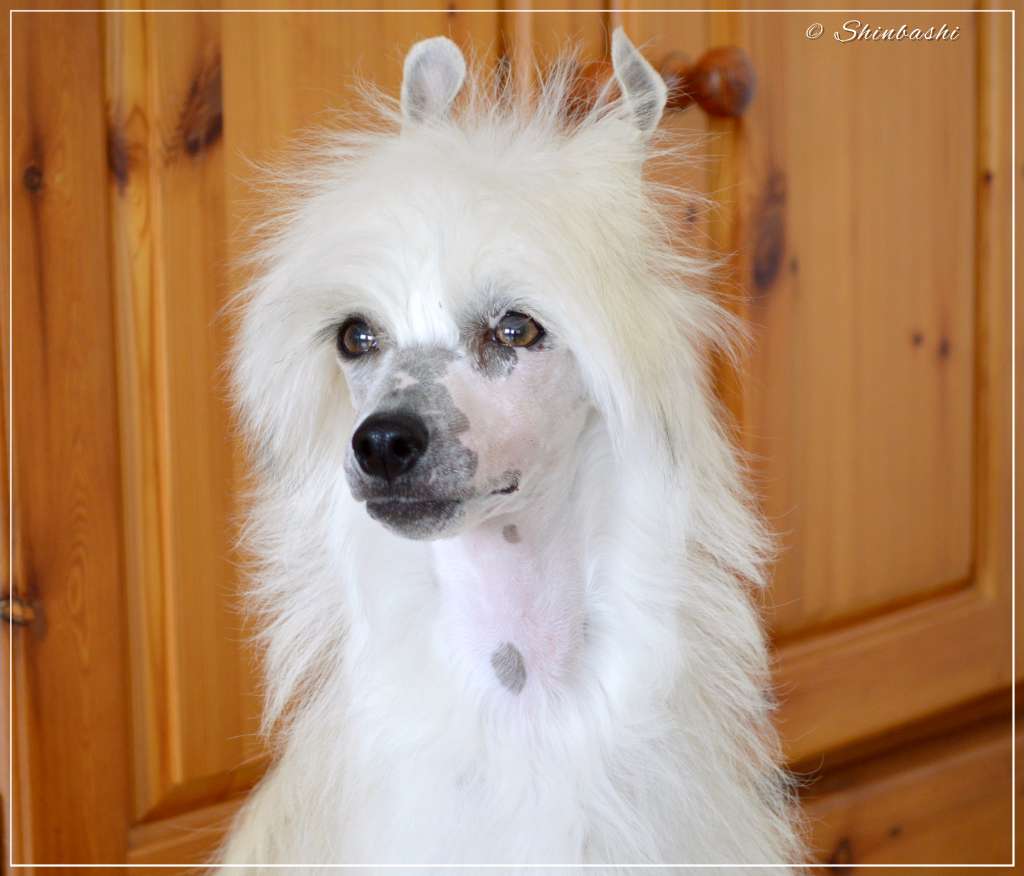 Glitter At All von Shinbashi