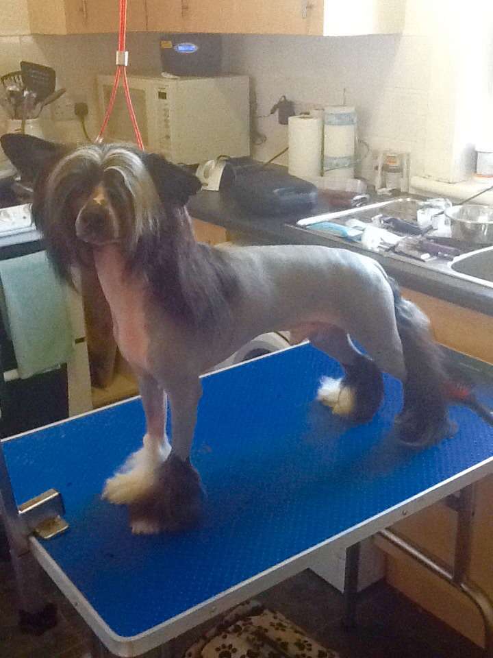 Zucci,s Mr Burberry von Queshian