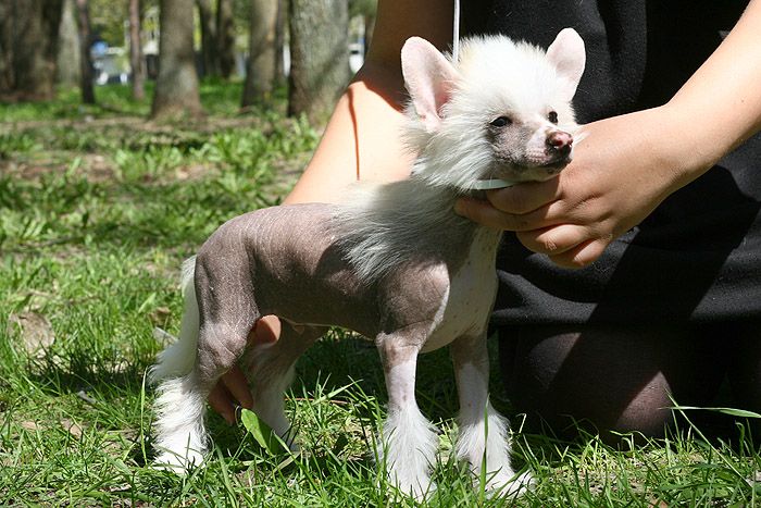 Status Imperial Number One