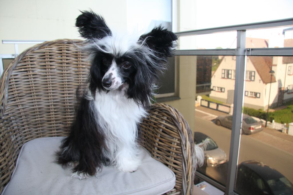 Apriori Vip Honey Bee To Angel Look