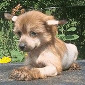 Ksolo Club Briliants a Chocolate