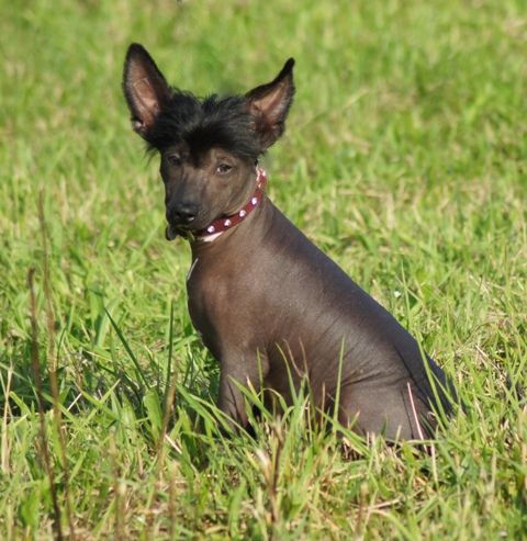 Cartier  King of Diamonds 