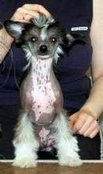 Irgen Gold Vinsent Vega