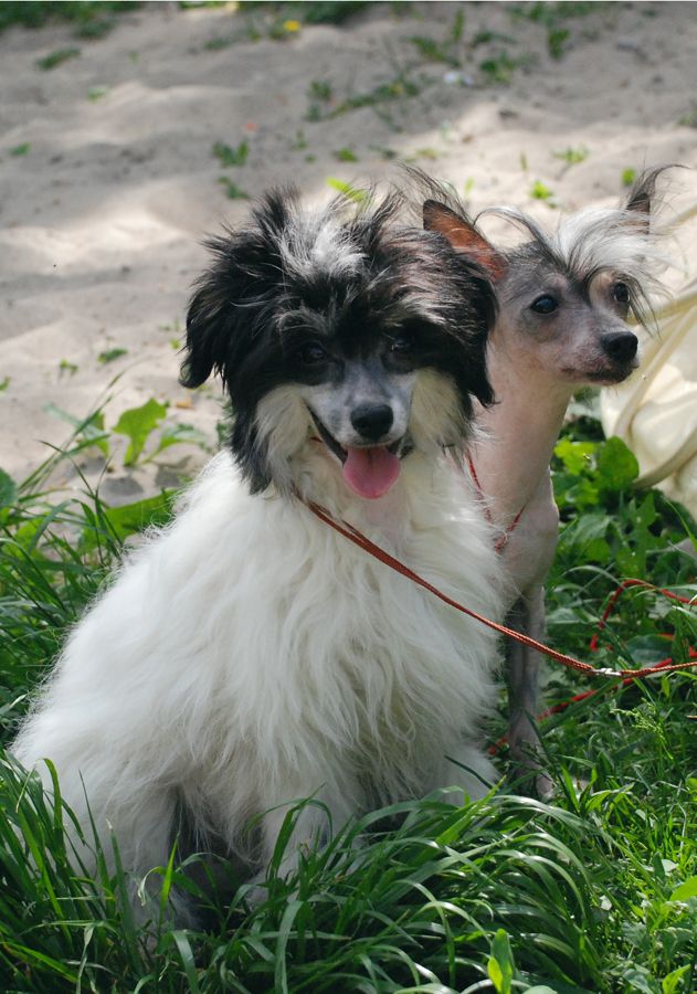 Hloja s Tushinskogo Doma