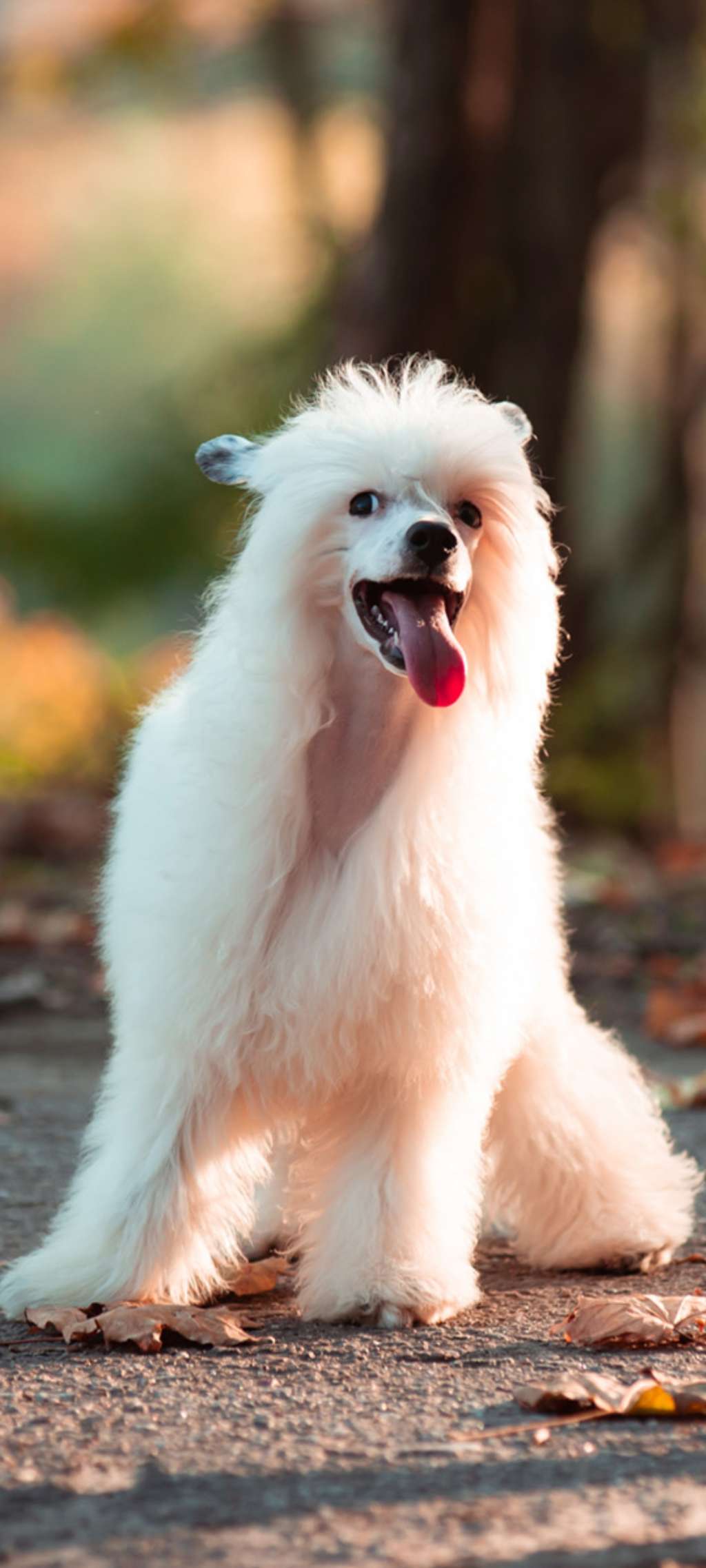 Dandelion Cherished Dream