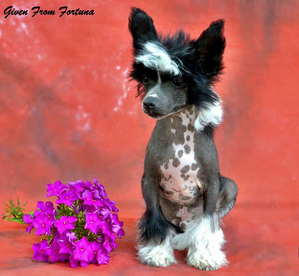 Legion Of Dream Given From Fortuna