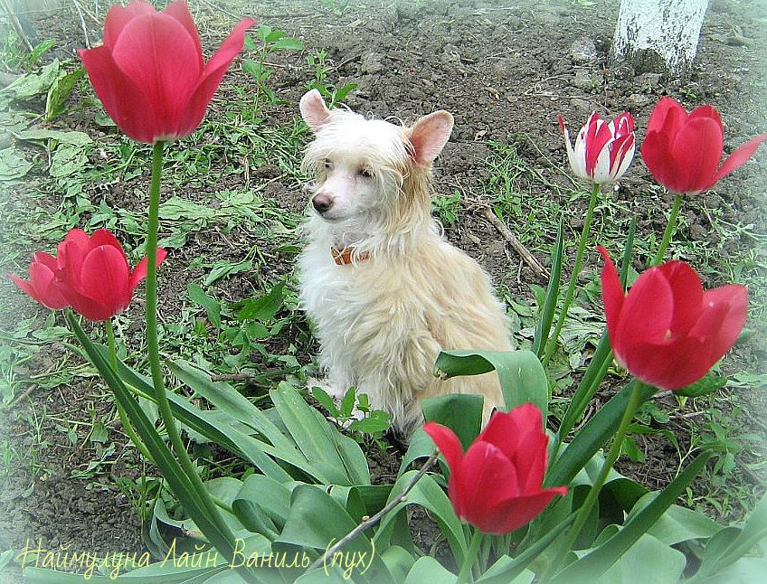 Naimuluna Line Vanil