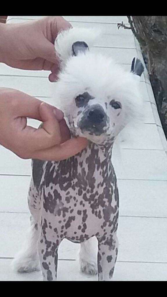 Habanero Electric Boy