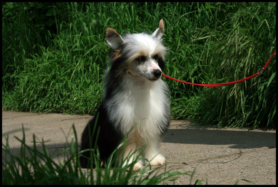 Ring rider Wrecking ball