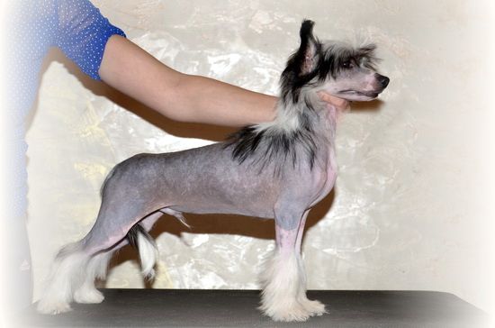 Yugoriya Al'mond Dzhoi Blek in ze Nait